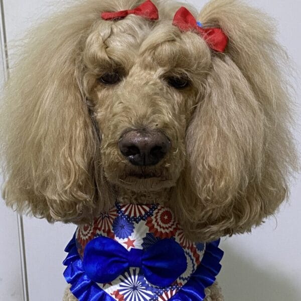 ruffled fourth of july celebration bandana blue