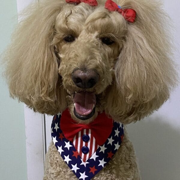 stars and stripes forever bandana