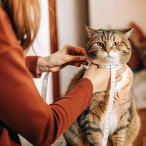 A person in a red sweater uses a sizing guide to measure a tabby cats neck with a measuring tape. The cat sits calmly, sporting a slightly displeased expression, while the softly blurred background highlights their interaction.