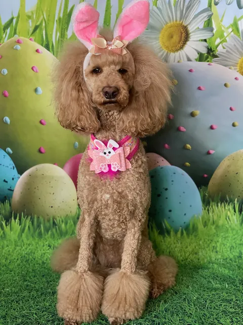 A poodle, showcasing trendy pet accessories, sports pink bunny ears and a floral scarf while sitting on grass. Large, colorful Easter eggs and white daisies create a vibrant backdrop.